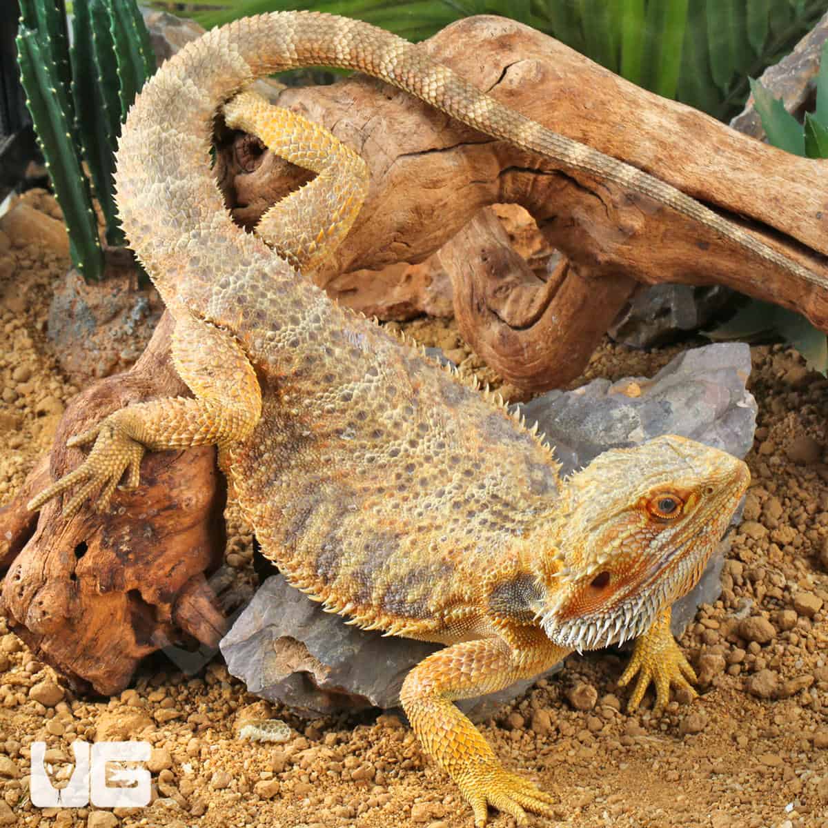 Adult Bearded Dragon (Pogona vitticeps) For Sale - Underground Reptiles