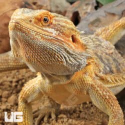 Adult Bearded Dragon (Pogona vitticeps) For Sale - Underground Reptiles