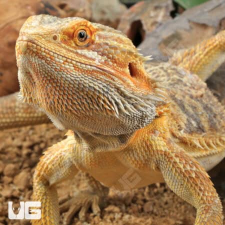Adult Bearded Dragon (Pogona vitticeps) For Sale - Underground Reptiles