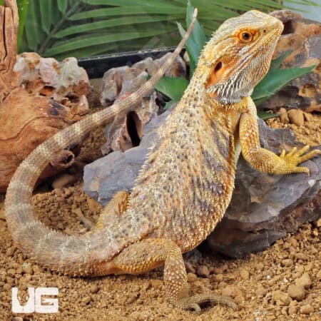 Adult Bearded Dragon (Pogona vitticeps) For Sale - Underground Reptiles