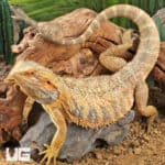 Adult Bearded Dragon (Pogona vitticeps) For Sale - Underground Reptiles