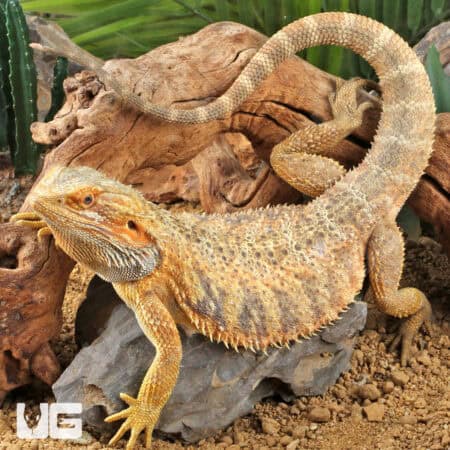 Adult Bearded Dragon (Pogona vitticeps) For Sale - Underground Reptiles
