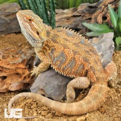Adult Bearded Dragon (Pogona vitticeps) For Sale - Underground Reptiles