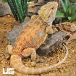 Adult Bearded Dragon (Pogona vitticeps) For Sale - Underground Reptiles