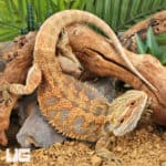 Adult Bearded Dragon (Pogona vitticeps) For Sale - Underground Reptiles