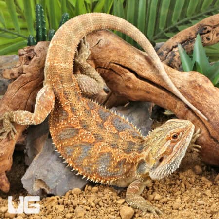 Adult Bearded Dragon (Pogona vitticeps) For Sale - Underground Reptiles