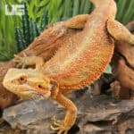 Adult Bearded Dragon (Pogona vitticeps) For Sale - Underground Reptiles