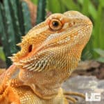 Adult Bearded Dragon (Pogona vitticeps) For Sale - Underground Reptiles