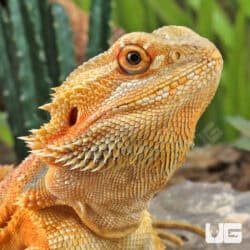 Adult Bearded Dragon (Pogona vitticeps) For Sale - Underground Reptiles