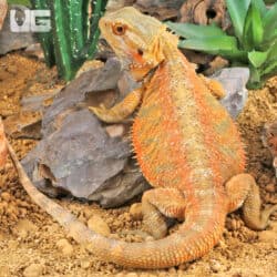 Adult Bearded Dragon (Pogona vitticeps) For Sale - Underground Reptiles
