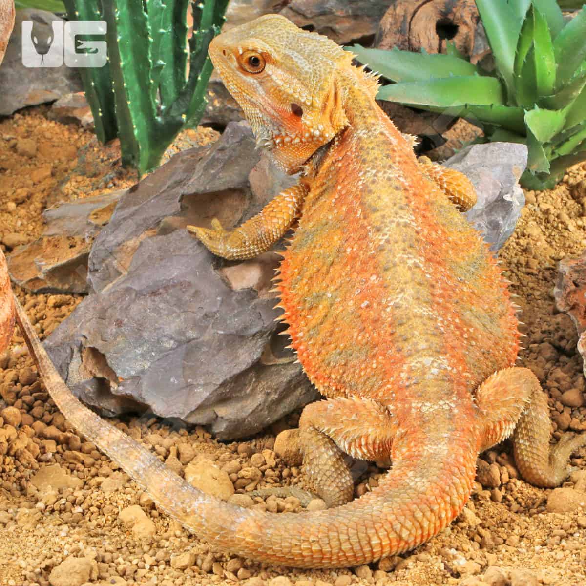 Adult Bearded Dragon (Pogona vitticeps) For Sale - Underground Reptiles