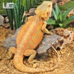 Adult Bearded Dragon (Pogona vitticeps) For Sale - Underground Reptiles