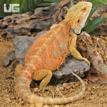 Adult male Dunner Inferno Bearded Dragon basking on rocks.
