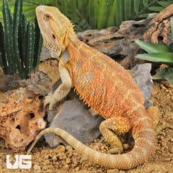 Adult Male Hypo Inferno Blue Bar Bearded Dragon #1 (Pogona vitticeps) For Sale - Underground Reptiles