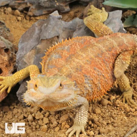 Adult Male Hypo Inferno Blue Bar Bearded Dragon #1 (Pogona vitticeps) For Sale - Underground Reptiles
