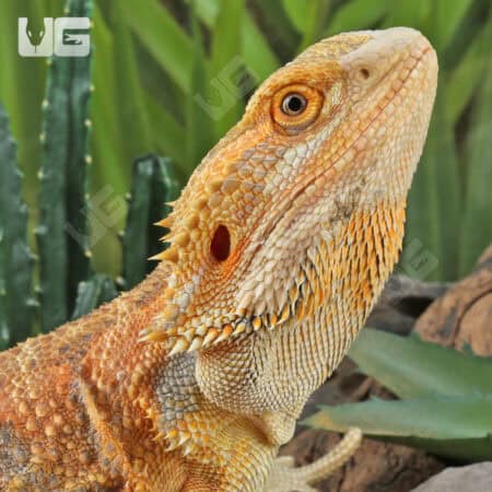 Adult Male Hypo Inferno Blue Bar Bearded Dragon #1 (Pogona vitticeps) For Sale - Underground Reptiles