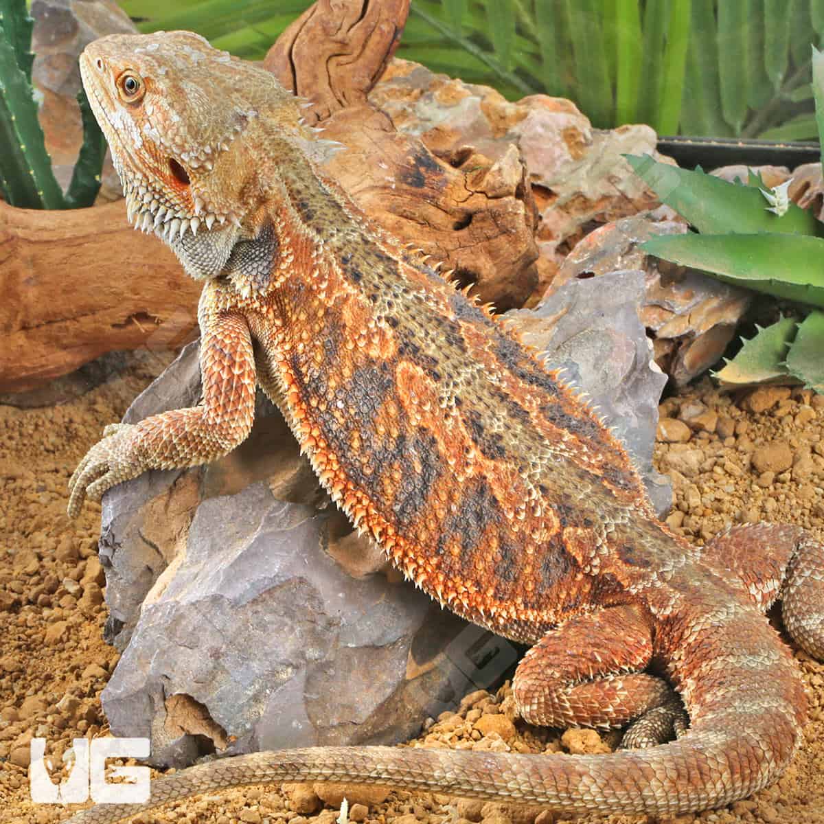 Adult Bearded Dragon (Pogona vitticeps) For Sale - Underground Reptiles