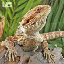 Adult Bearded Dragon (Pogona vitticeps) For Sale - Underground Reptiles