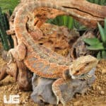 Inferno Blue Bar Bearded Dragon in natural habitat setup.