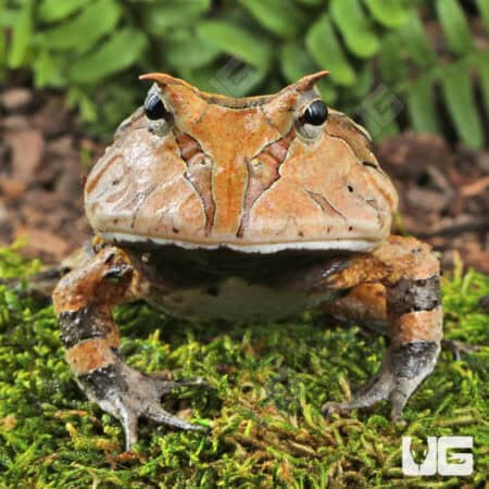 Adult Brown Suriname Horned Frog for sale - Underground Reptiles