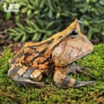 Adult Brown Suriname Horned Frog for sale - Underground Reptiles