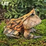 Adult Brown Suriname Horned Frog for sale - Underground Reptiles