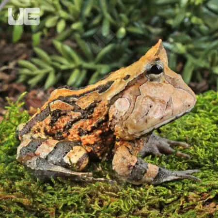 Adult Brown Suriname Horned Frog for sale - Underground Reptiles