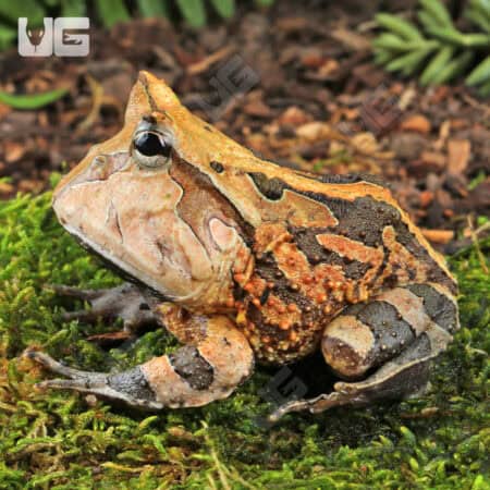 Adult Brown Suriname Horned Frog for sale - Underground Reptiles