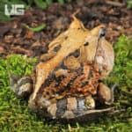 Adult Brown Suriname Horned Frog for sale - Underground Reptiles