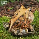 Adult Brown Suriname Horned Frog for sale - Underground Reptiles
