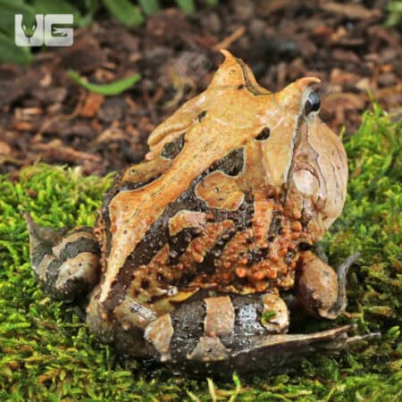 Adult Brown Suriname Horned Frog for sale - Underground Reptiles