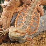 Adult Bearded Dragon (Pogona vitticeps) For Sale - Underground Reptiles