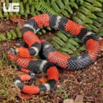 Adult Tricolor Hognose Snakes for sale