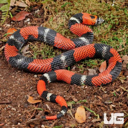 Adult Tricolor Hognose Snakes for sale