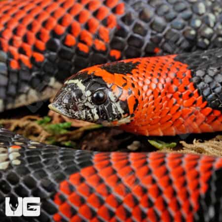 Adult Tricolor Hognose Snakes for sale