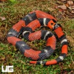 Adult Tricolor Hognose Snakes for sale