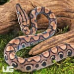 Baby Brazilian Rainbow Boas For Sale - Underground Reptiles