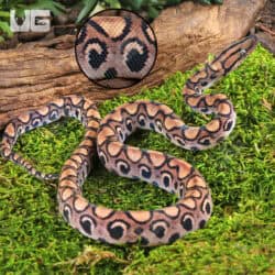 Baby Brazilian Rainbow Boas For Sale - Underground Reptiles