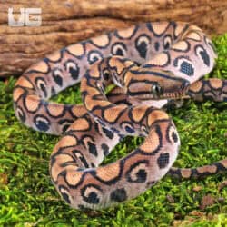 Baby Brazilian Rainbow Boas For Sale - Underground Reptiles