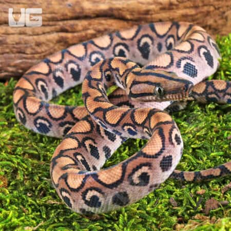 Baby Brazilian Rainbow Boas For Sale - Underground Reptiles