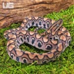 Baby Brazilian Rainbow Boas For Sale - Underground Reptiles