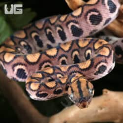 Baby Brazilian Rainbow Boas For Sale - Underground Reptiles