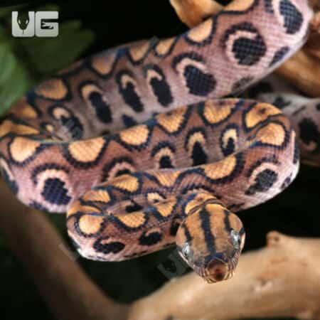 Baby Brazilian Rainbow Boas For Sale - Underground Reptiles