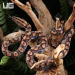 Baby Brazilian Rainbow Boas For Sale - Underground Reptiles