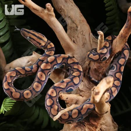 Baby Brazilian Rainbow Boas For Sale - Underground Reptiles