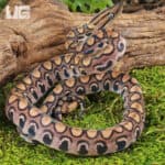 Baby Brazilian Rainbow Boas For Sale - Underground Reptiles