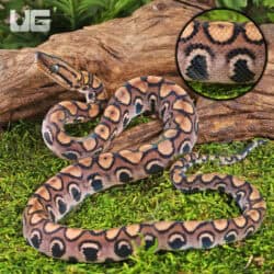 Baby Brazilian Rainbow Boas For Sale - Underground Reptiles