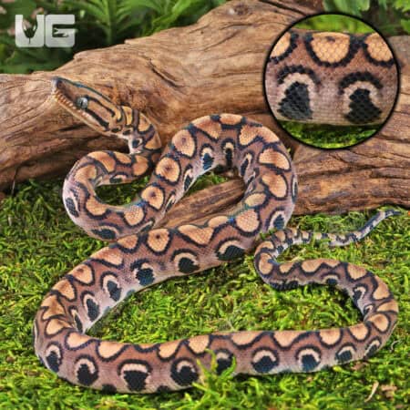Baby Brazilian Rainbow Boas For Sale - Underground Reptiles