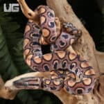 Baby Brazilian Rainbow Boas For Sale - Underground Reptiles