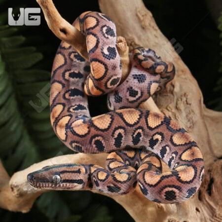 Baby Brazilian Rainbow Boas For Sale - Underground Reptiles